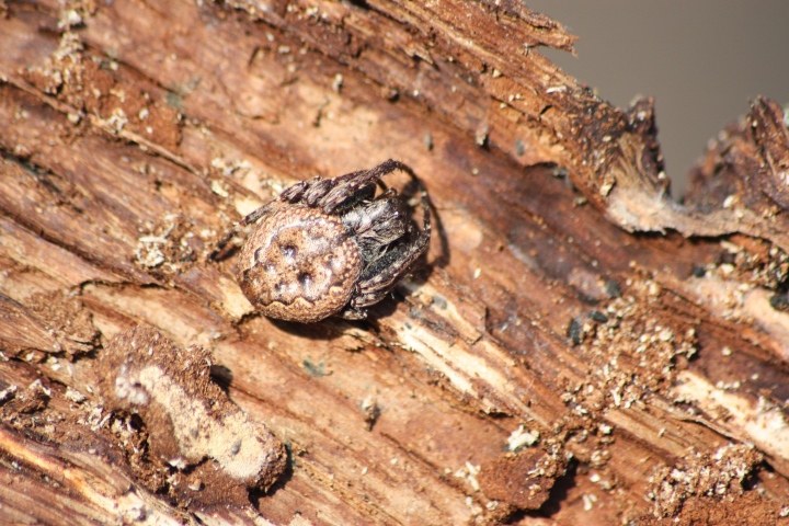 Nuctenea cf. umbratica, Pistius truncatus,Clubiona, Pardosa